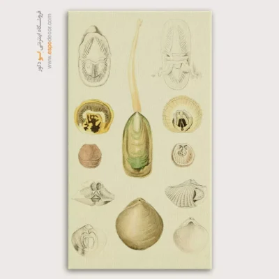 تابلو جانوران دریایی - اسپو دکور