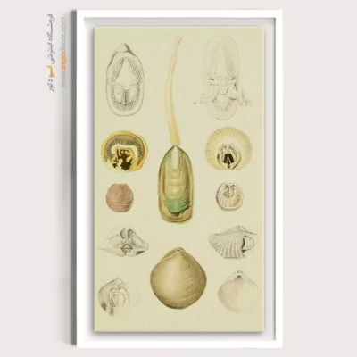 تابلو جانوران دریایی - اسپو دکور