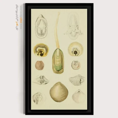 تابلو جانوران دریایی - اسپو دکور