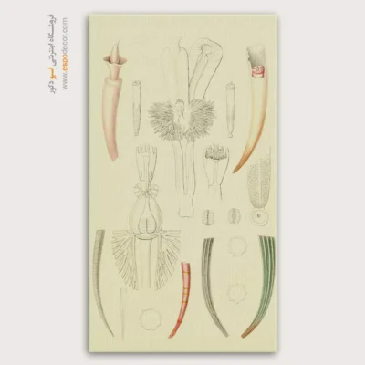 تابلو جانوران دریایی - اسپو دکور