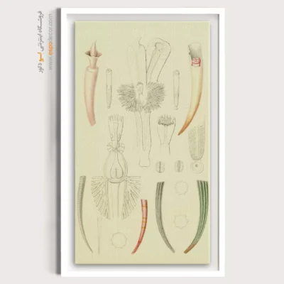 تابلو جانوران دریایی - اسپو دکور