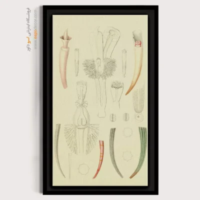 تابلو جانوران دریایی - اسپو دکور