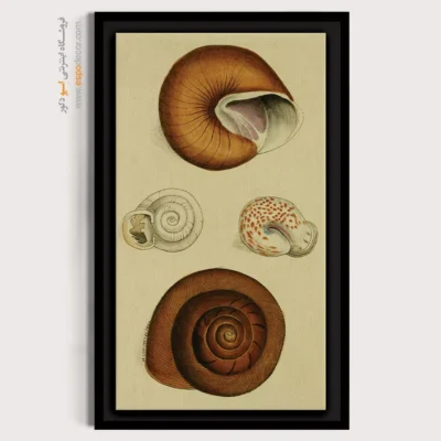 تابلو جانوران دریایی - اسپو دکور