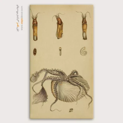 تابلو جانوران دریایی - اسپو دکور