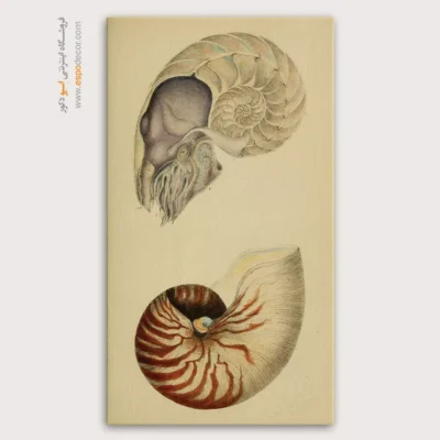 تابلو جانوران دریایی - اسپو دکور