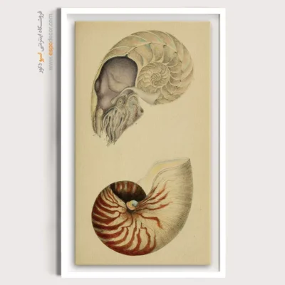 تابلو جانوران دریایی - اسپو دکور