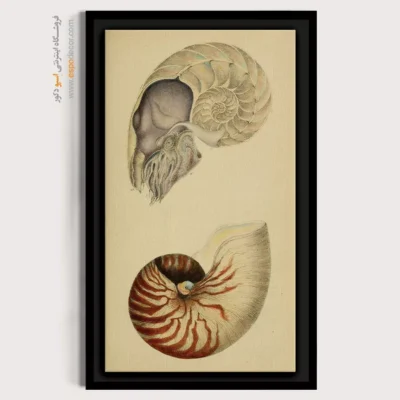 تابلو جانوران دریایی - اسپو دکور