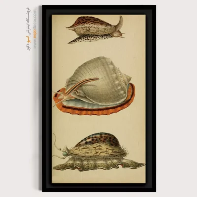 تابلو جانوران دریایی - اسپو دکور