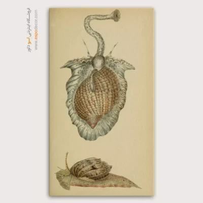 تابلو جانوران دریایی - اسپو دکور