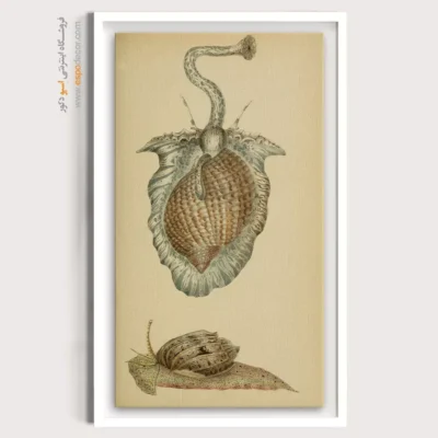 تابلو جانوران دریایی - اسپو دکور