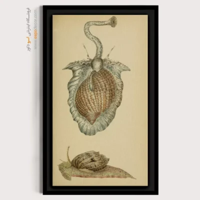 تابلو جانوران دریایی - اسپو دکور