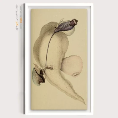 تابلو جانوران دریایی - اسپو دکور