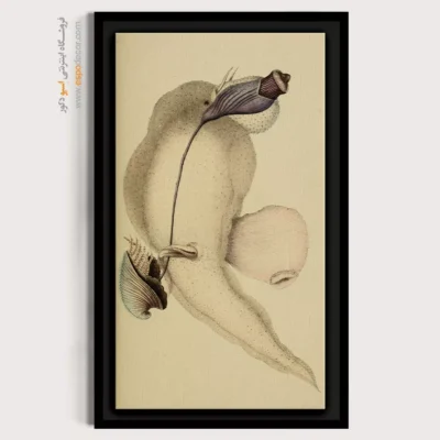 تابلو جانوران دریایی - اسپو دکور