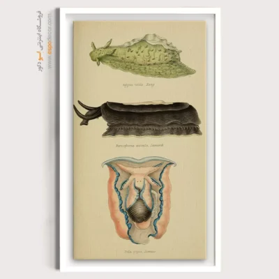 تابلو جانوران دریایی - اسپو دکور