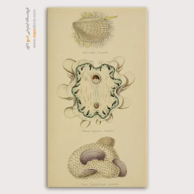 تابلو جانوران دریایی - اسپو دکور