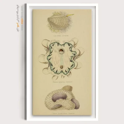 تابلو جانوران دریایی - اسپو دکور