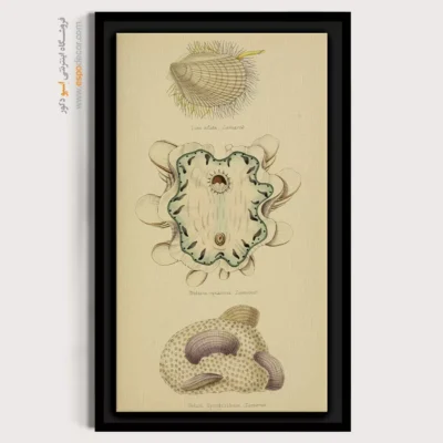 تابلو جانوران دریایی - اسپو دکور