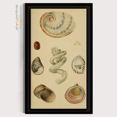 تابلو جانوران دریایی - اسپو دکور