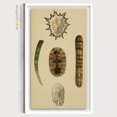 تابلو جانوران دریایی - اسپو دکور