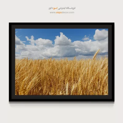 تابلو مزرعه گندم با آسمان آبی