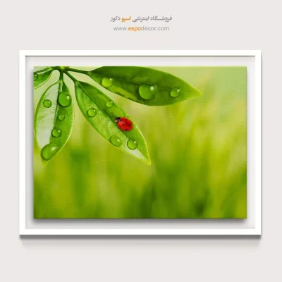 خرید تابلو طبیعت چشم‌نواز
