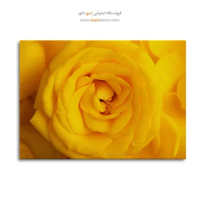 تابلو رز زرد - سرمد – تابلو طبیعت - اسپو دکور
