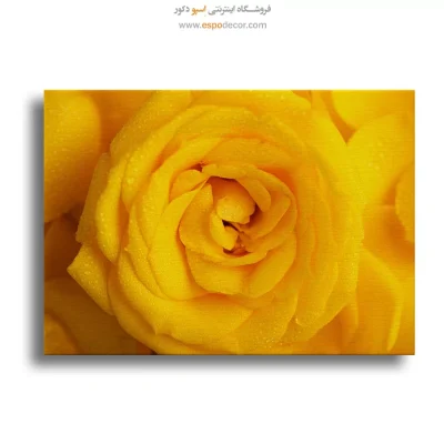 تابلو طبیعت