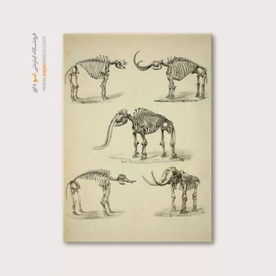 تابلو اسکلت - اسپو دکور