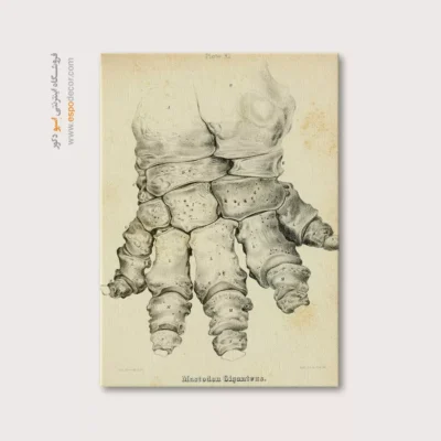 تابلو اسکلت - اسپو دکور