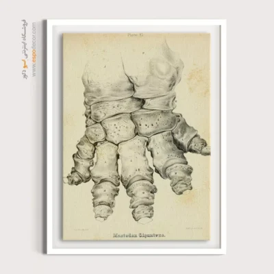 تابلو اسکلت - اسپو دکور