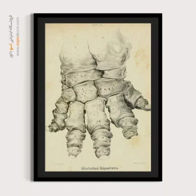 تابلو اسکلت - اسپو دکور