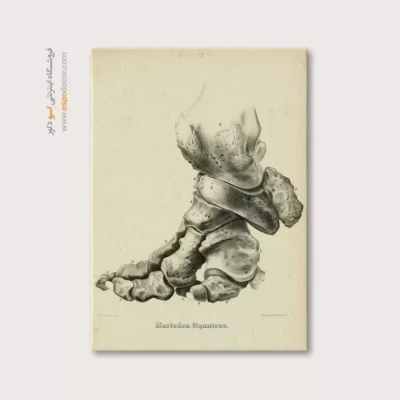 تابلو اسکلت - اسپو دکور