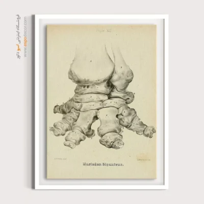 تابلو اسکلت - اسپو دکور