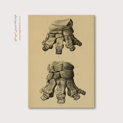 تابلو اسکلت - اسپو دکور