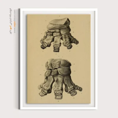 تابلو اسکلت - اسپو دکور