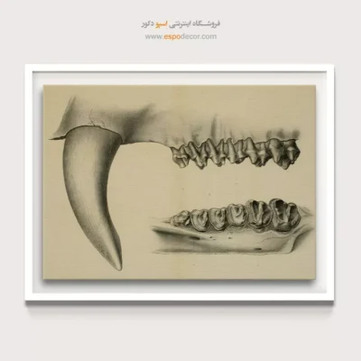 تابلو اسکلت - اسپو دکور