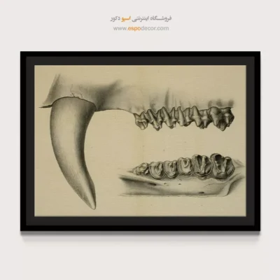 تابلو اسکلت - اسپو دکور