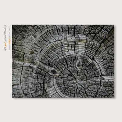 تابلو حلقه درخت - اسپو دکور