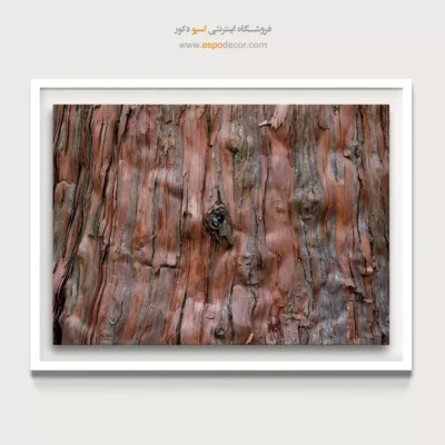 تابلو حلقه درخت - اسپو دکور