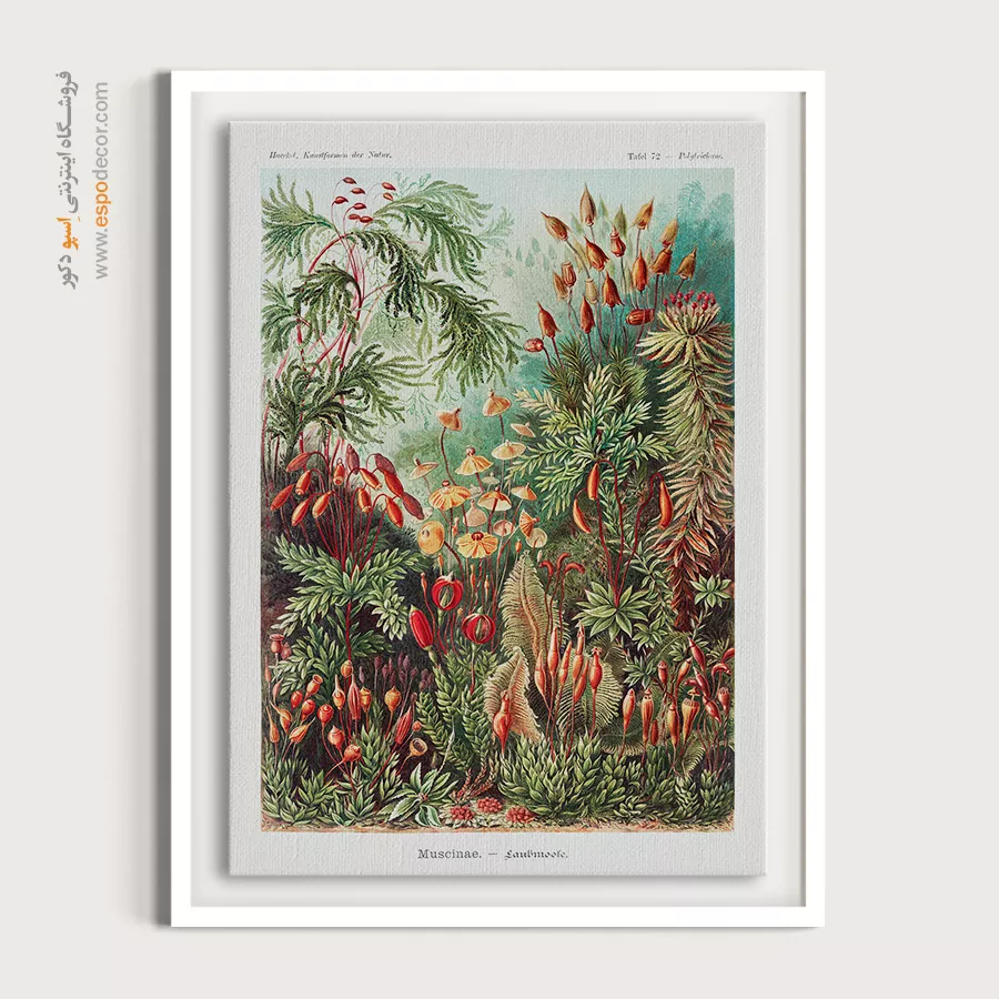 تابلو خاص وینتیج - خزهها – تابلو پوستر وینتیج - اسپو دکور