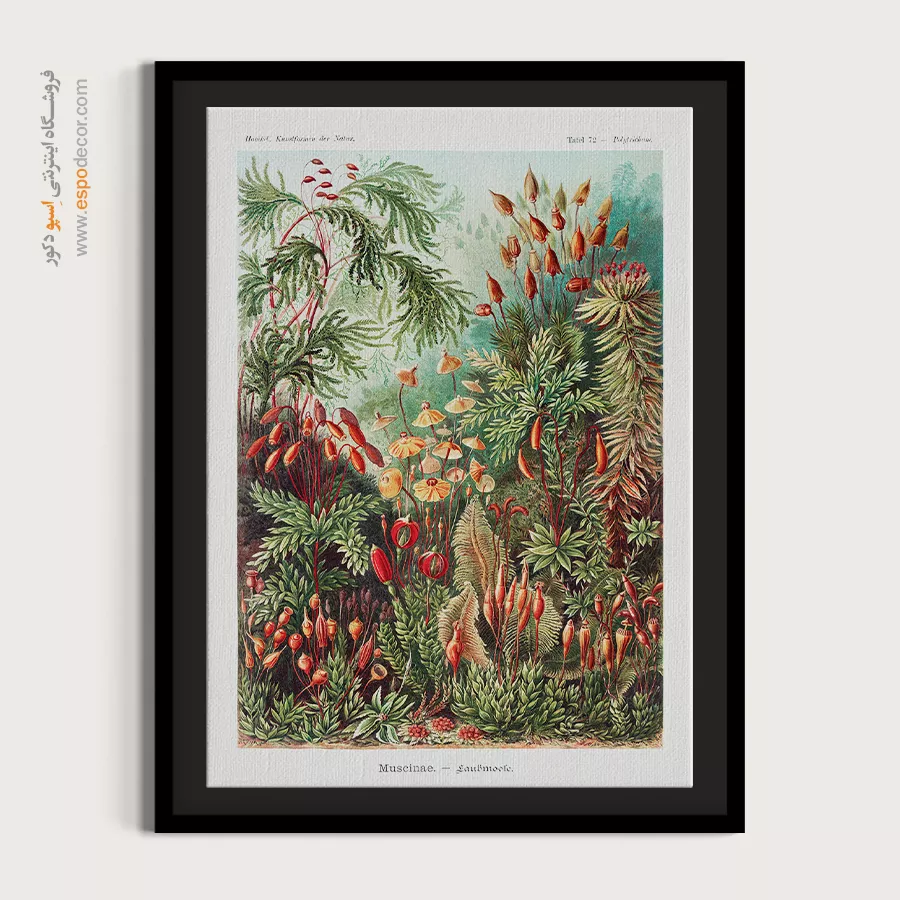 تابلو خاص وینتیج - خزهها – تابلو پوستر وینتیج - اسپو دکور