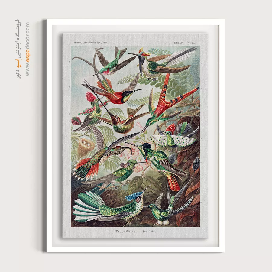 پوستر دیواری خاص - مرغ مگس خوار – تابلو پوستر وینتیج - اسپو دکور