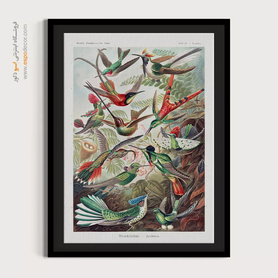 پوستر دیواری خاص - مرغ مگس خوار – تابلو پوستر وینتیج - اسپو دکور